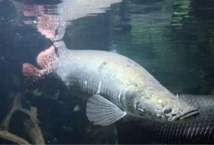 Exemplar de pirarucu Arapaima gigas em lago da Amazônia