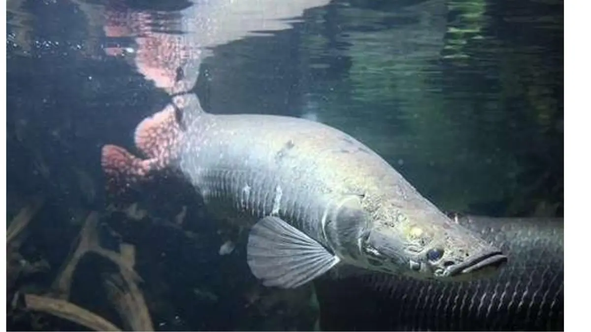 Exemplar de pirarucu Arapaima gigas em lago da Amazônia