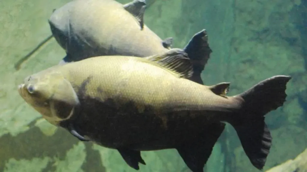 Pesquisa da Embrapa cria mapa capaz de prever doenças em pisciculturas. 3 Tambaqui utilizado como modelo em pesquisa sobre transmissão de doenças na aquicultura