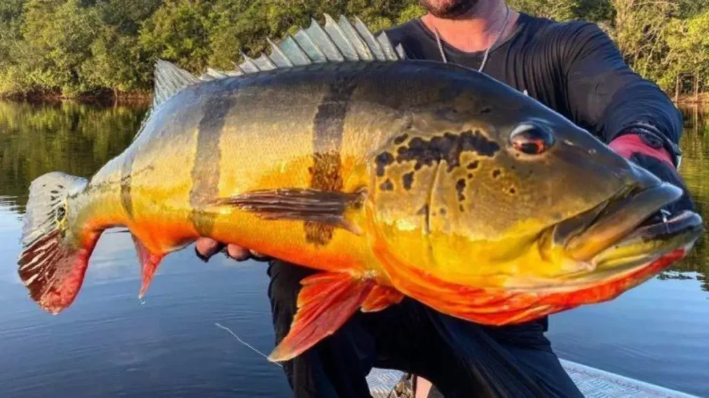 Tucunaré usa efeito de sucção para capturar presas em frações de segundo na Amazônia. 2 Tucunaré usa efeito de sucção para capturar presas