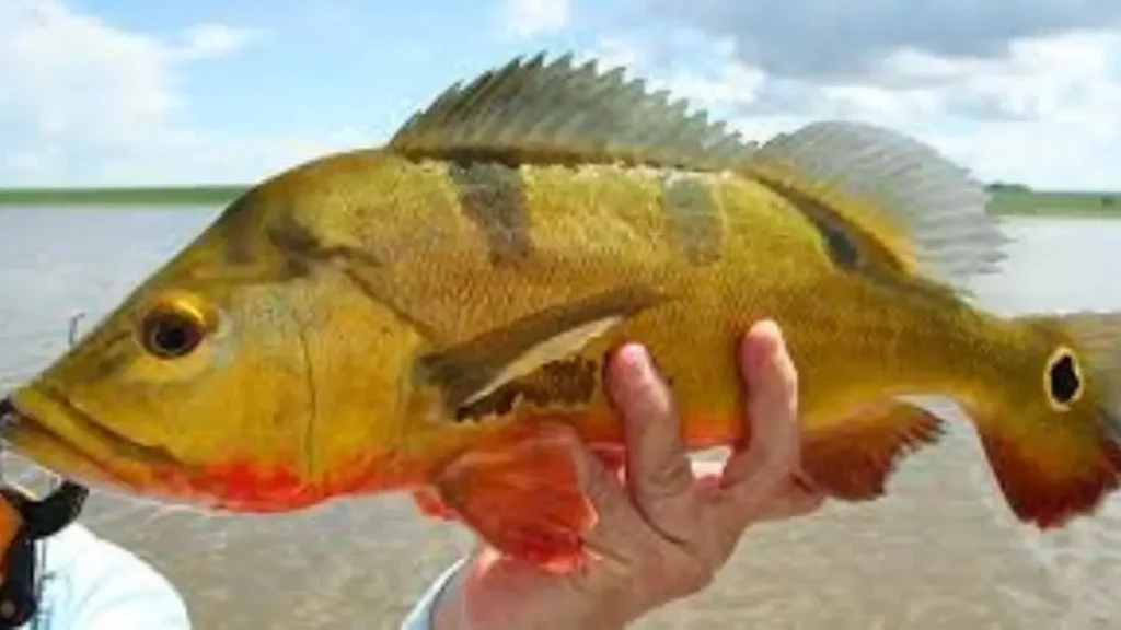 Goiás atualiza regras da pesca