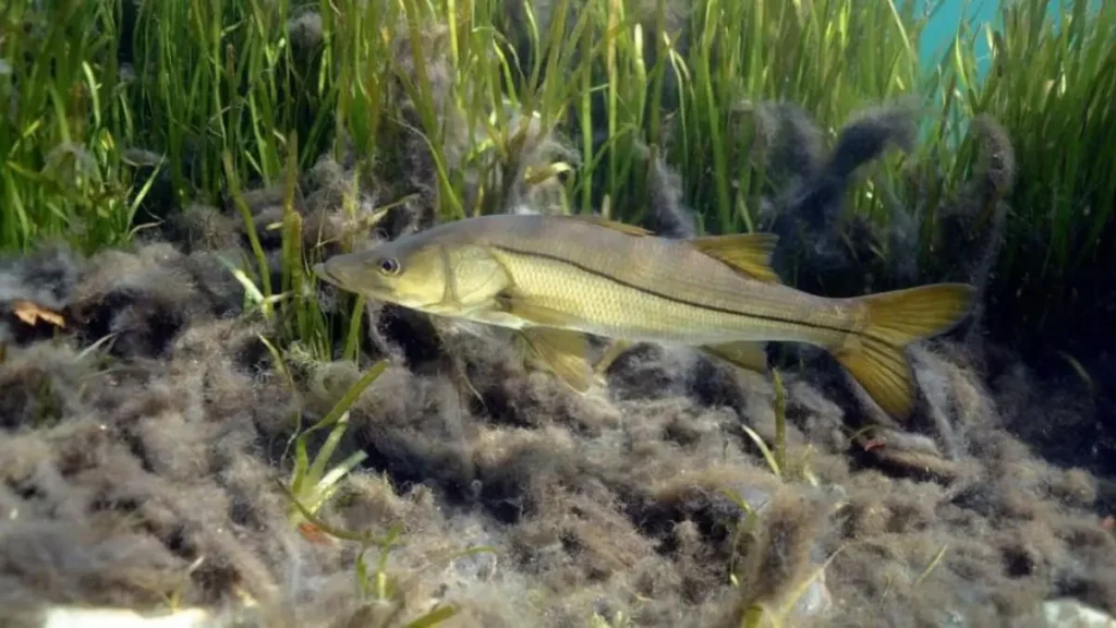 Peixe predador encontrado em rios conectados a estuários.