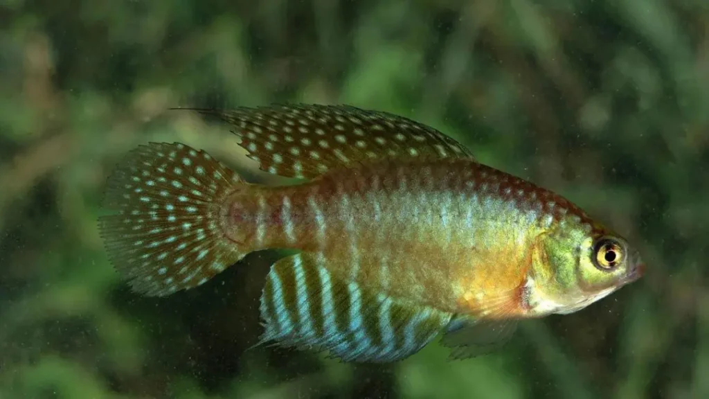 Peixe-das-nuvens do Pantanal: a espécie que desafia a própria natureza. 5 Peixe-das-nuvens adaptado às lagoas temporárias do Pantanal durante o período de inundação.
