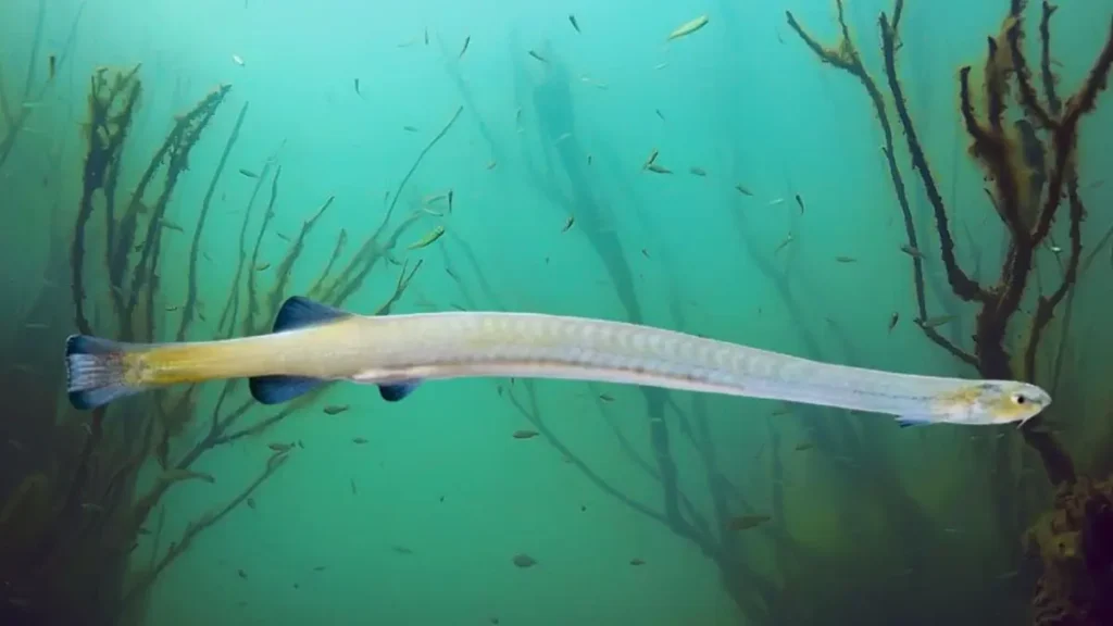 Candiru amazônico: estudo revela como esse peixe parasita se tornou um especialista da natureza. 4 Representação científica da alimentação hematófaga do candiru.