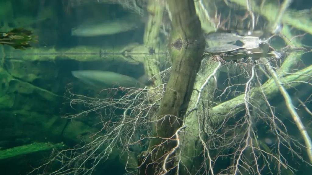 Ambiente de água escura típico da Amazônia onde vivem peixes elétricos.