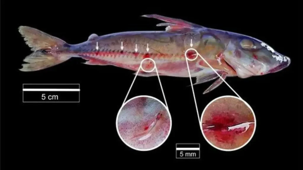 Candiru amazônico: estudo revela como esse peixe parasita se tornou um especialista da natureza. 3 Estruturas evolutivas que tornam o candiru um peixe altamente especializado.