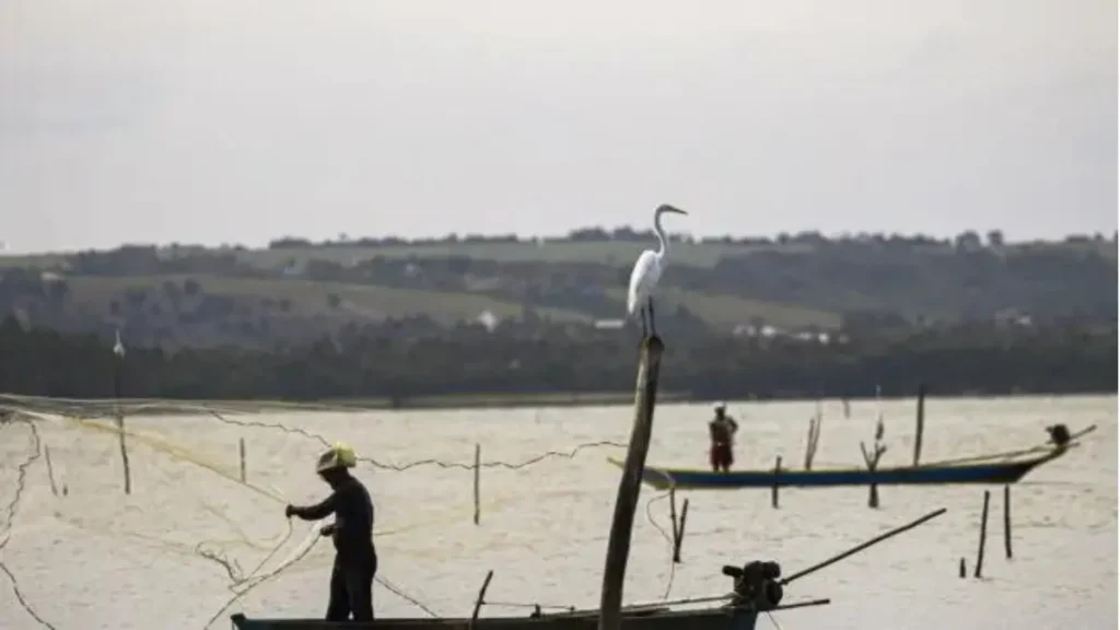 Aves pescadoras indicando concentração de peixes em alimentação ativa
