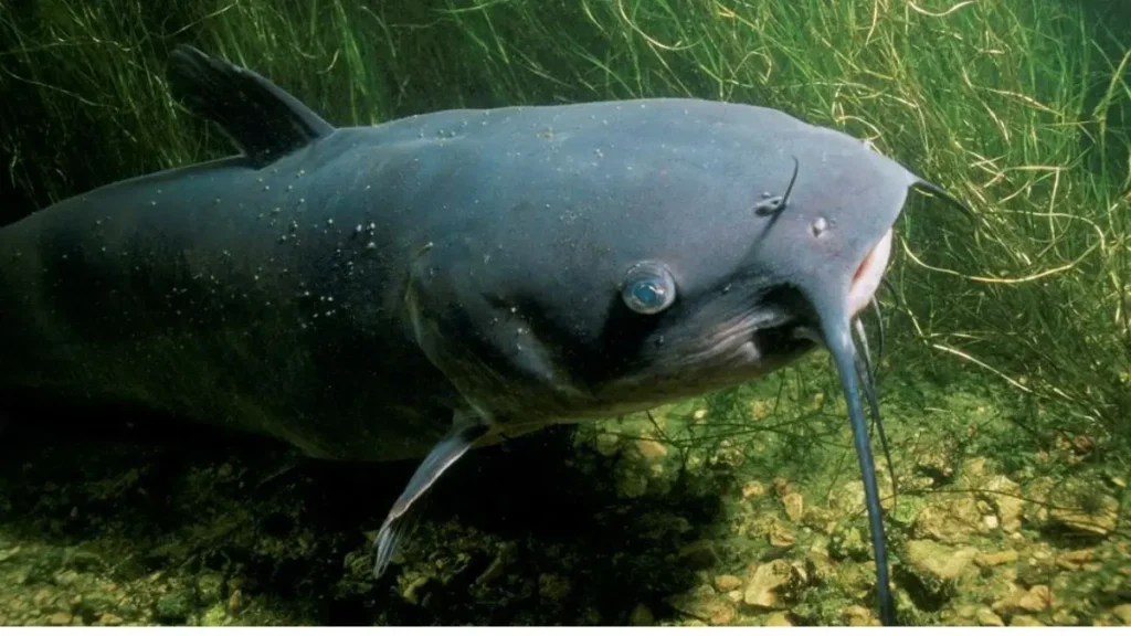 Peixe bagre