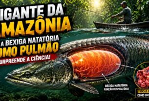 Arapaima gigas captando oxigênio atmosférico em ambiente natural da Amazônia.