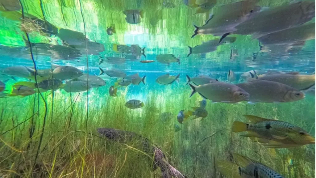 Candiru amazônico: estudo revela como esse peixe parasita se tornou um especialista da natureza. 5 Ecossistema de rios amazônicos com diversas espécies de peixes.
