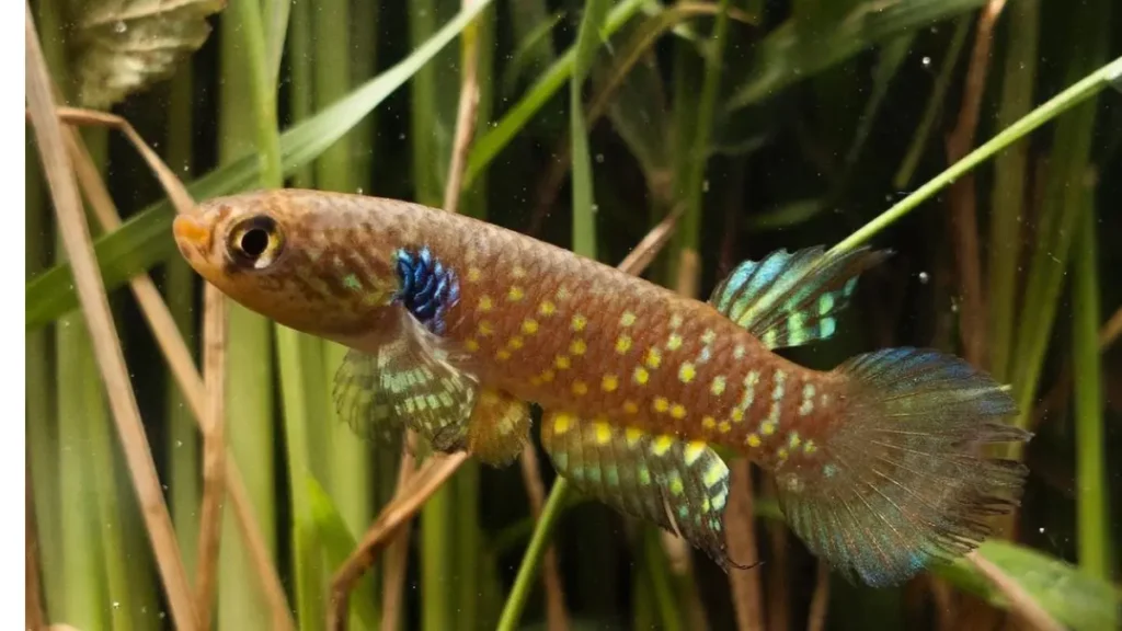 Peixe-das-nuvens do Pantanal: a espécie que desafia a própria natureza. 6 Peixe-das-nuvens em ambiente natural, representando a diversidade dos peixes anuais das lagoas temporárias brasileiras.