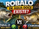Diferenças entre camurim e robalo.
