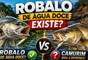 Diferenças entre camurim e robalo.