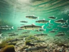 Mudança de profundidade atraindo peixes esportivos