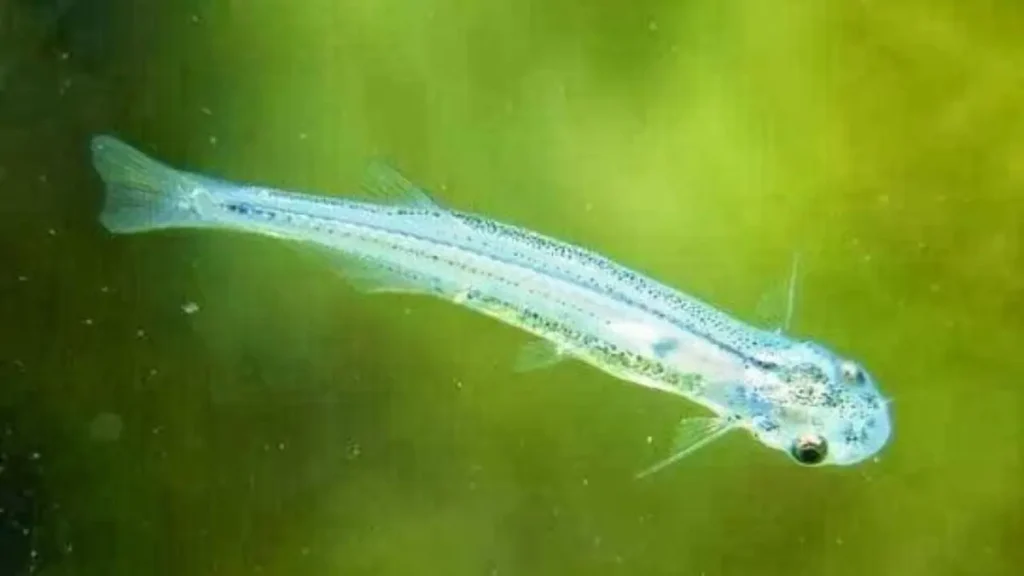 Candiru amazônico: estudo revela como esse peixe parasita se tornou um especialista da natureza. 2 Candiru amazônico