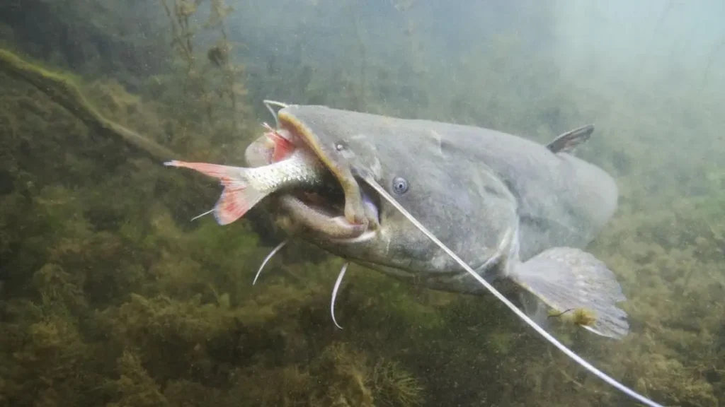 Bagre gigante atacando uma presa em rio de água doce.