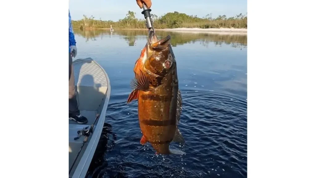 Como fisgar peixes acima de 20 kg