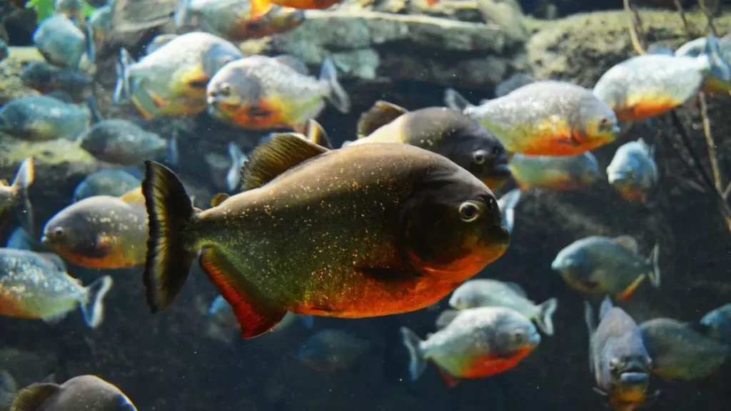 Piranha-vermelha: por que ela é essencial para o equilíbrio dos rios amazônicos? 3 Cardume de piranhas-vermelhas em ambiente natural na Amazônia.