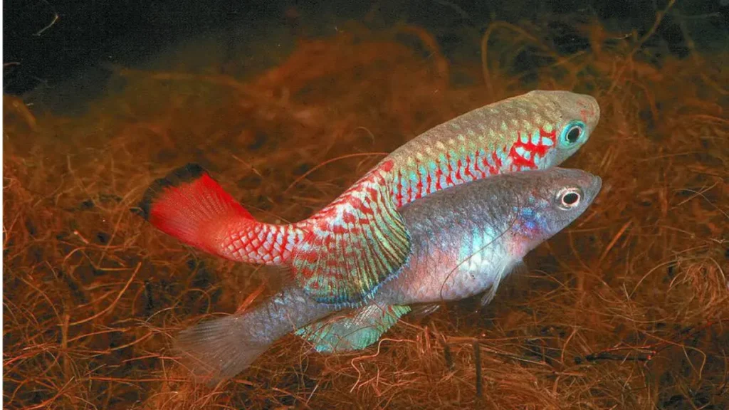 Peixe-das-nuvens do Pantanal: a espécie que desafia a própria natureza. 4 Peixes-das-nuvens adultos durante o curto ciclo reprodutivo em uma lagoa temporária do Pantanal.