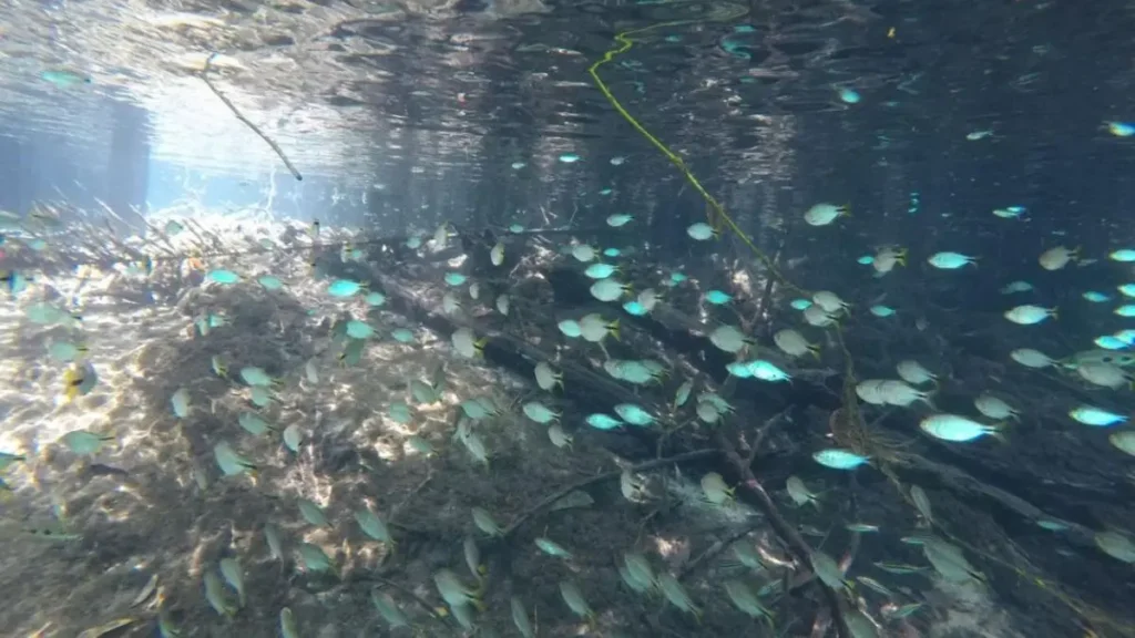Sardinha de água doce existe? Conheça as espécies do Brasil. 5 Cardume de peixes forrageiros indicando presença de predadores.