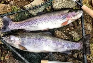 Estratégia de pesca esportiva para capturar peixes manhosos em rio e represa