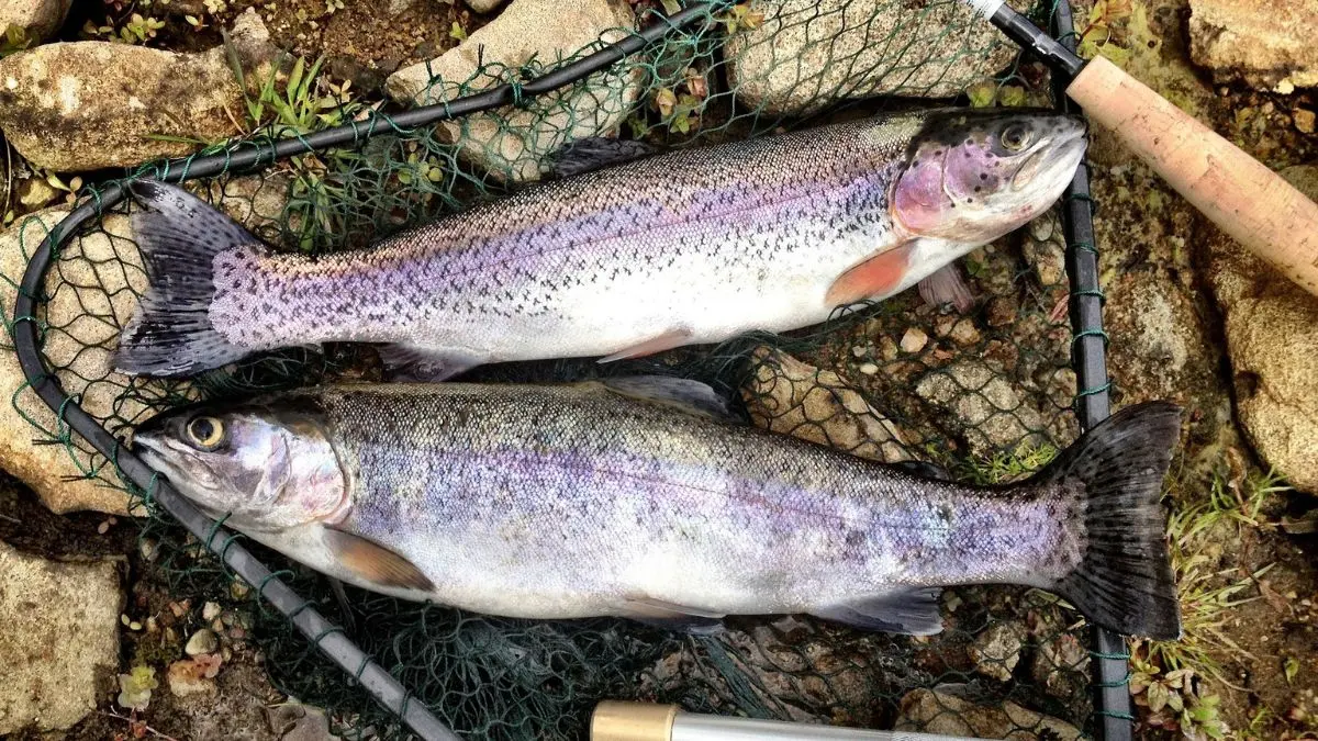 Estratégia de pesca esportiva para capturar peixes manhosos em rio e represa