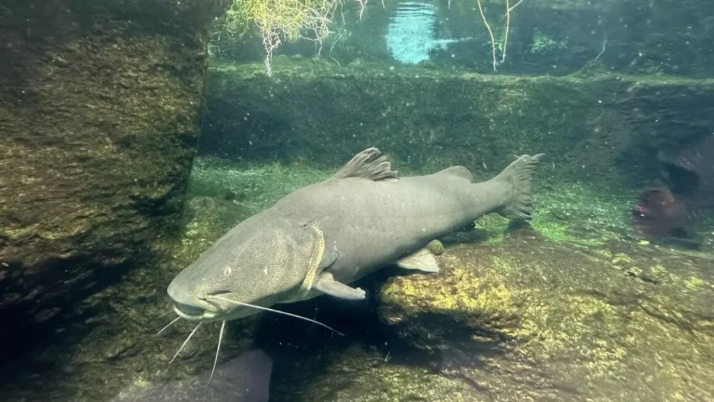 Como pescar jaú gigante em rios brasileiros