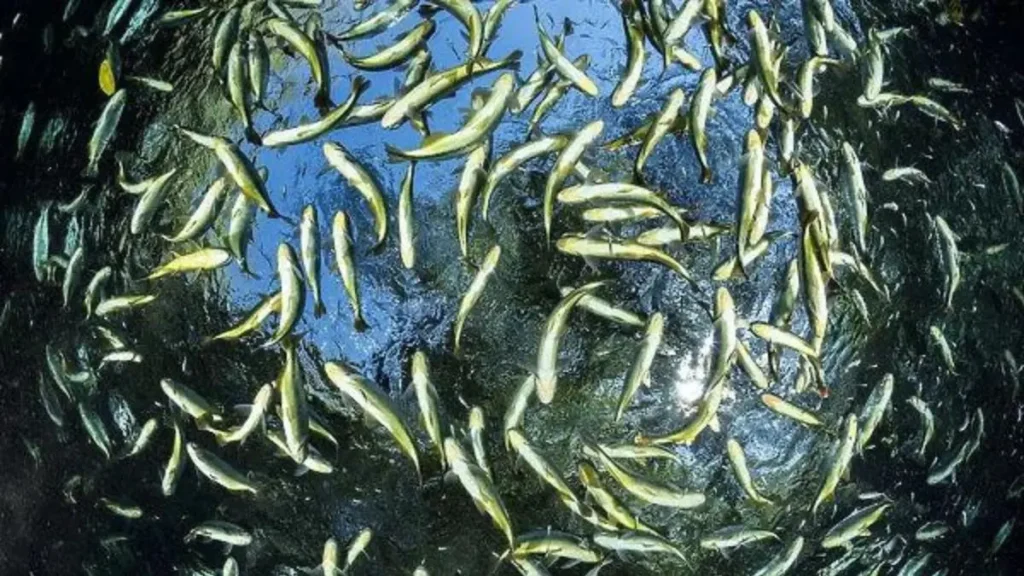 Como pescar em água quente e baixa oxigenação sem perder produtividade? 2 Como pescar em água quente e baixa oxigenação