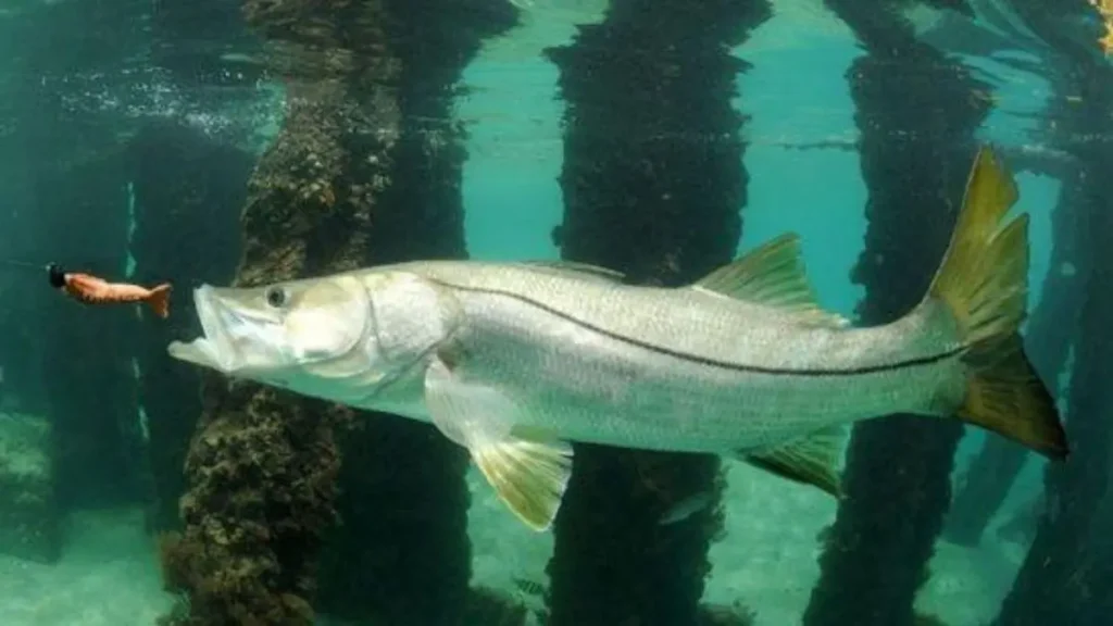 Comportamento predatório do robalo durante a caça.
