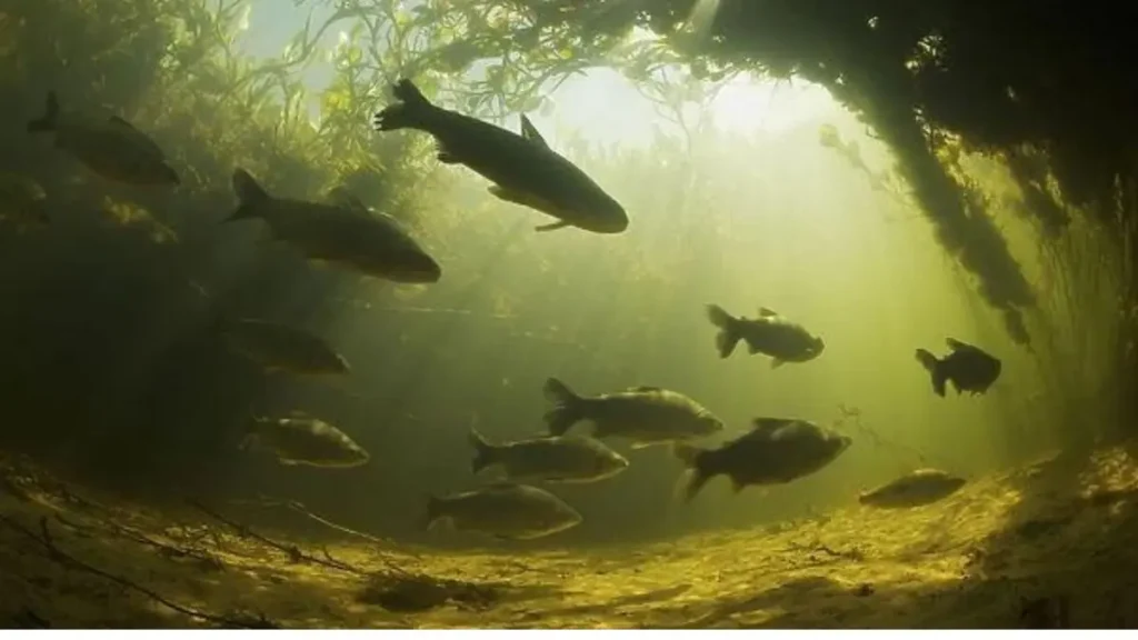 Curimatã: o peixe que ajuda a limpar os rios e fortalece os ecossistemas aquáticos. 5 Cardume de curimatãs em rio preservado demonstrando a importância da espécie para a biodiversidade e o equilíbrio dos ecossistemas aquáticos.