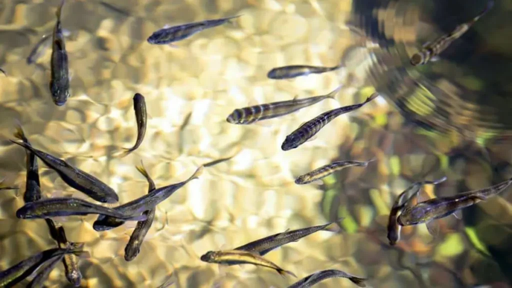 Sardinha de água doce existe? Conheça as espécies do Brasil. 6 Ecossistema preservado favorecendo cardumes de sardinhas de água doce.