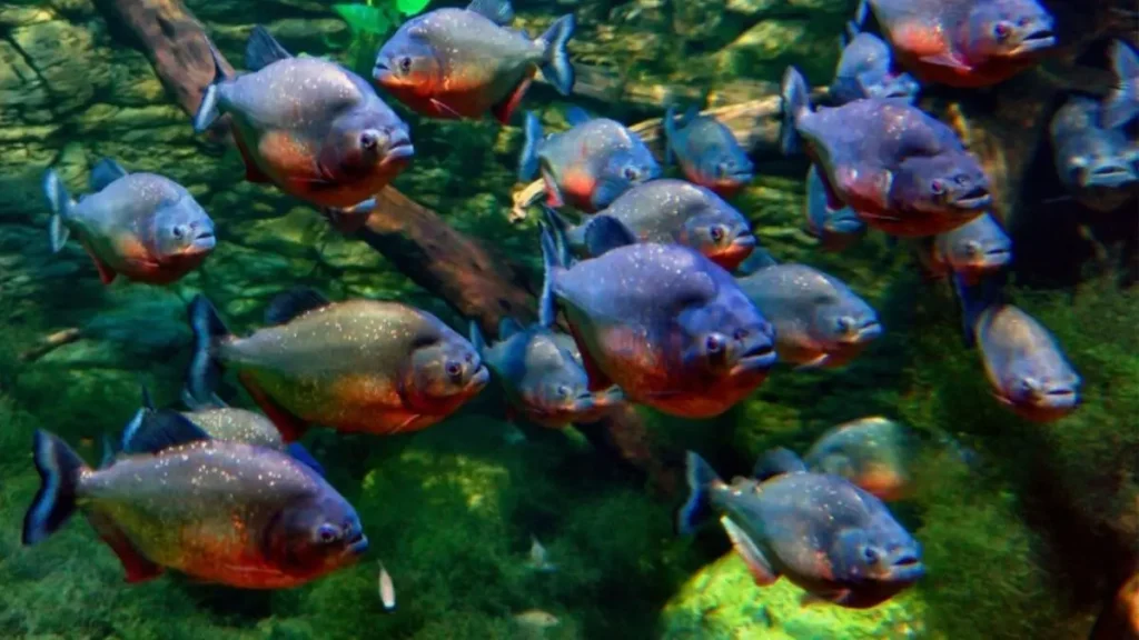 Piranha-preta da Amazônia surpreende pesquisadores ao revelar comportamento pacífico em rios amazônicos. 3 Piranha-preta convivendo pacificamente com outras espécies de peixes.