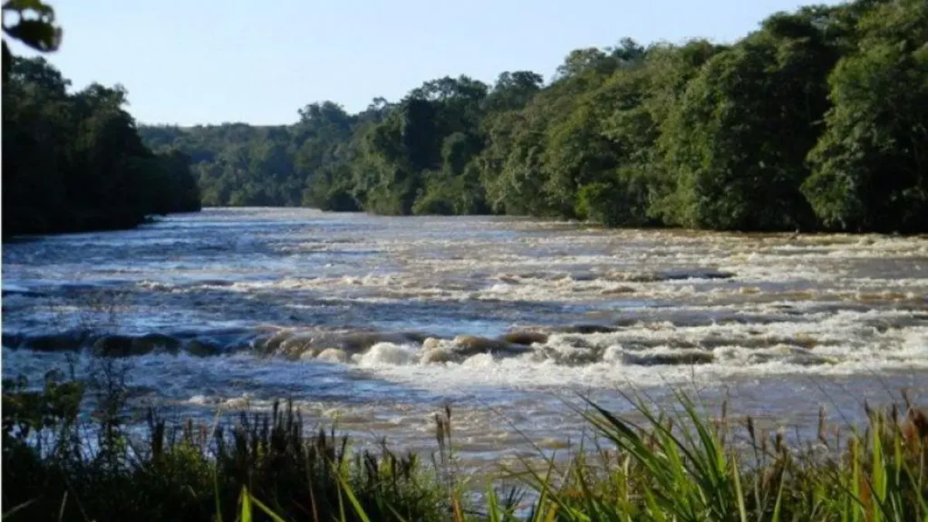 Correnteza concentrando alimento para peixes esportivos