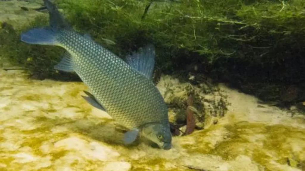 Curimatã: o peixe que ajuda a limpar os rios e fortalece os ecossistemas aquáticos. 2 Curimatã, o peixe que ajuda a limpar os rios.
