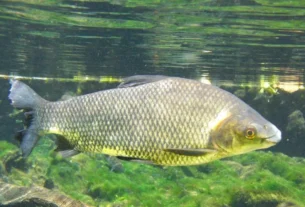 Curimatã nadando sobre o fundo de um rio brasileiro enquanto se alimenta de matéria orgânica e sedimentos naturais.