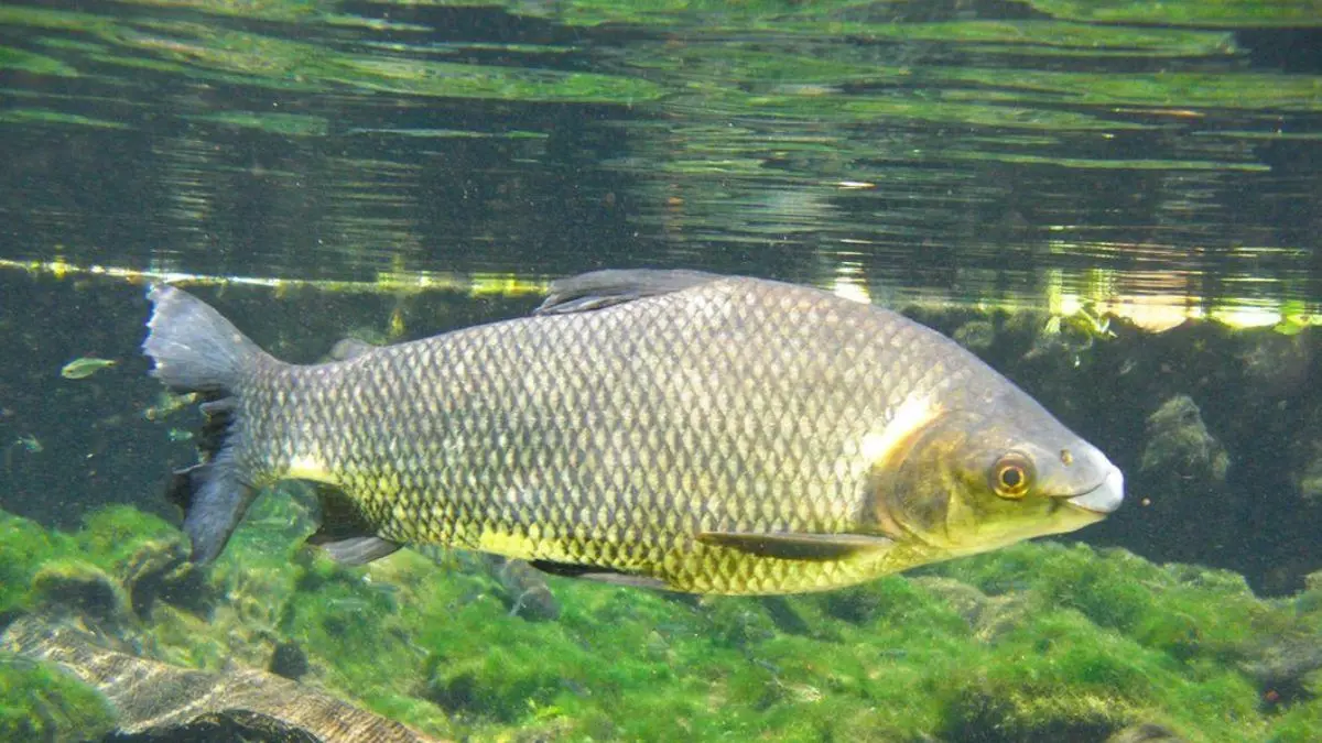 Curimatã nadando sobre o fundo de um rio brasileiro enquanto se alimenta de matéria orgânica e sedimentos naturais.