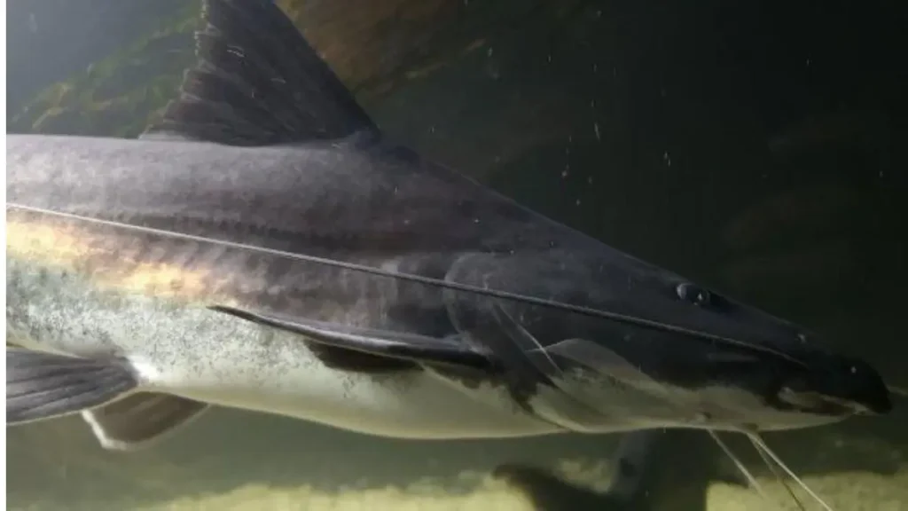 Piraíba gigante: onde encontrar o maior peixe de couro amazônico. 4 Close-up da cabeça da piraíba gigante evidenciando os longos barbilhões, a boca ampla e as características do maior bagre amazônico.