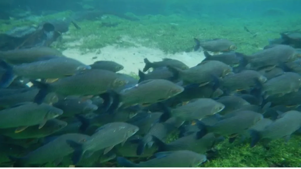 Curimatã: o peixe que ajuda a limpar os rios e fortalece os ecossistemas aquáticos. 3 Cardume de curimatãs em rio brasileiro representando a ampla distribuição da espécie nas principais bacias hidrográficas do país.