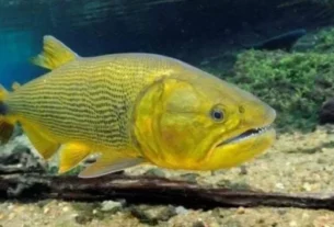 Grande dourado em ambiente natural de rio