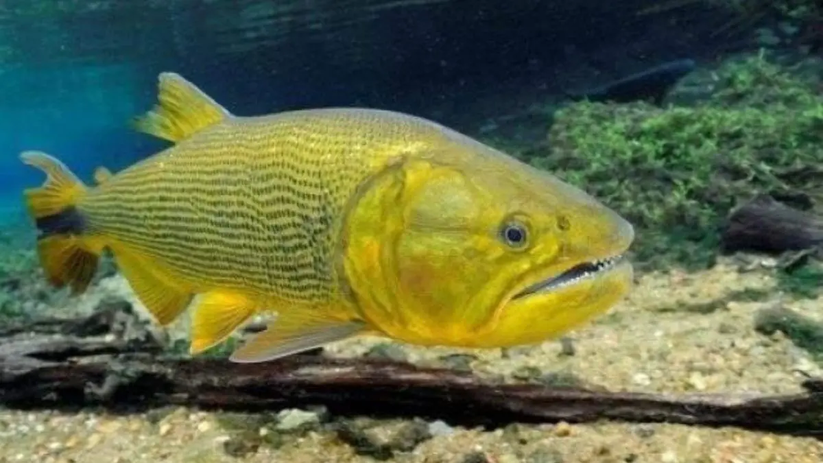 Grande dourado em ambiente natural de rio