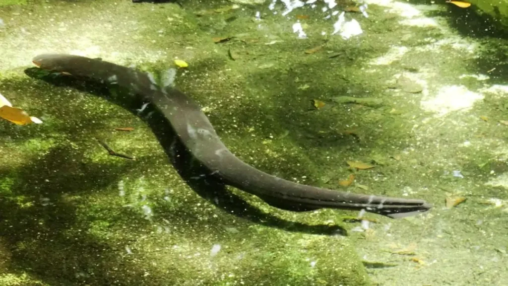 Campo elétrico emitido por peixe amazônico permitindo localizar obstáculos e presas.