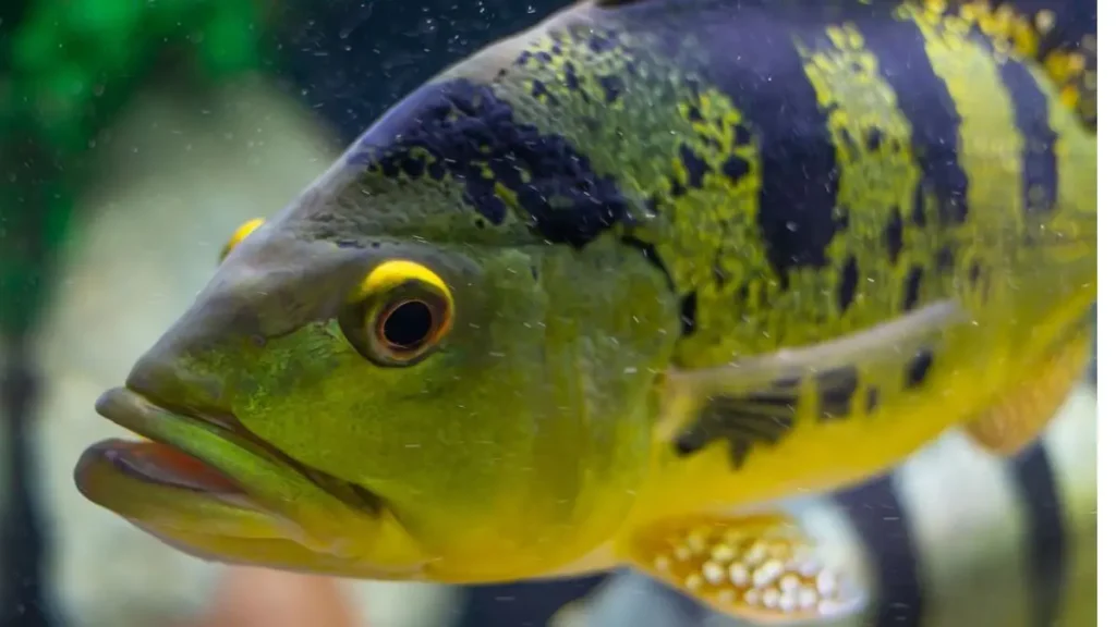 Tucunaré azul, açu e amarelo: diferenças na pesca e captura. 5 Exemplar de tucunaré amarelo durante pesca esportiva