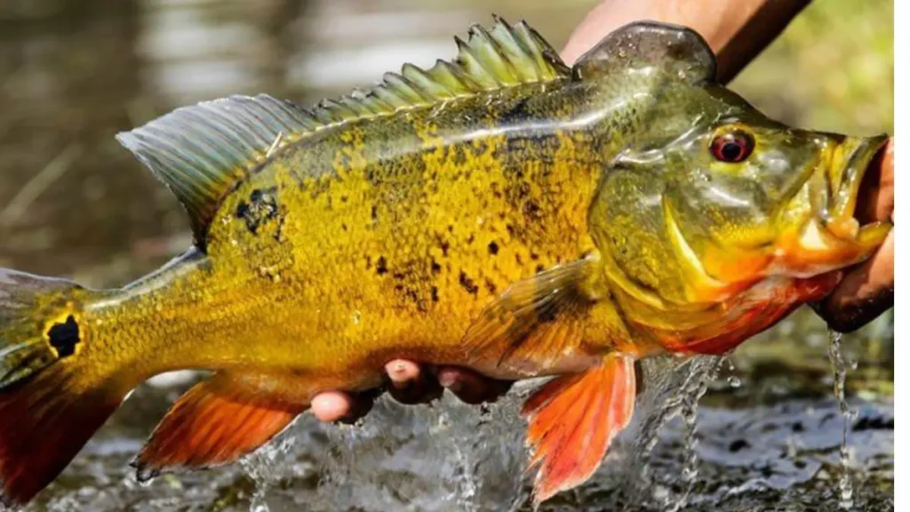 Tucunaré azul, açu e amarelo: diferenças na pesca e captura. 2 Tucunaré azul, açu e amarelo: diferenças na pesca e captura.