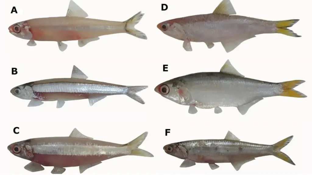 Sardinha de água doce existe? Conheça as espécies do Brasil. 3 Espécies brasileiras conhecidas popularmente como sardinha de água doce.