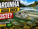 Peixe conhecido popularmente como sardinha de água doce.