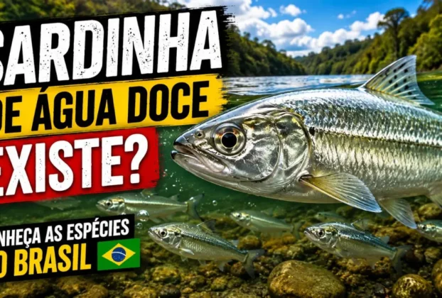 Peixe conhecido popularmente como sardinha de água doce.