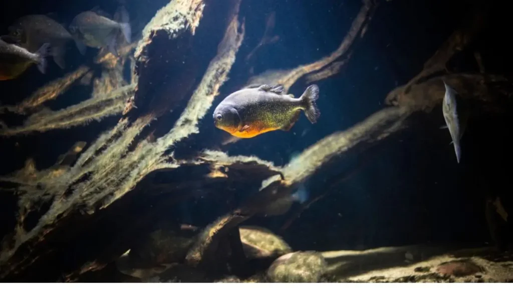 Piranha-vermelha: por que ela é essencial para o equilíbrio dos rios amazônicos? 2 Piranha-vermelha