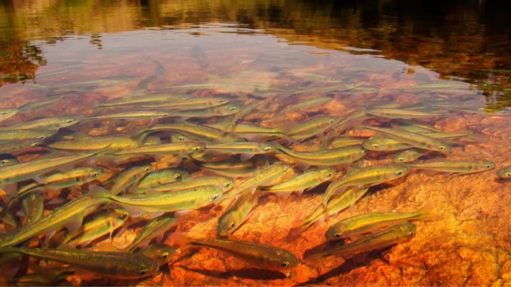 Sardinha de água doce existe? Conheça as espécies do Brasil. 4 Habitat natural das sardinhas de água doce brasileiras.