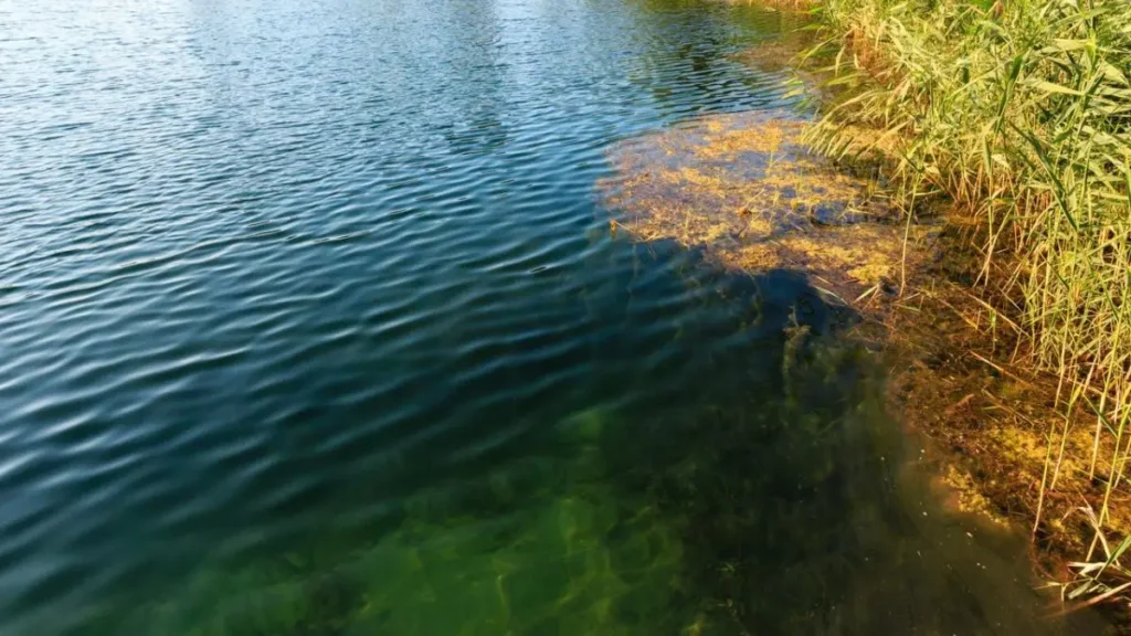 Habitat natural da tilápia em lagoa de água doce com vegetação aquática.