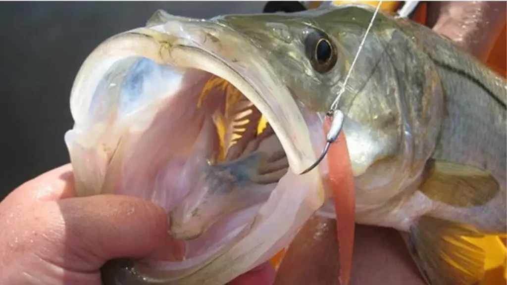 Técnica de pesca esportiva para robalos em rios